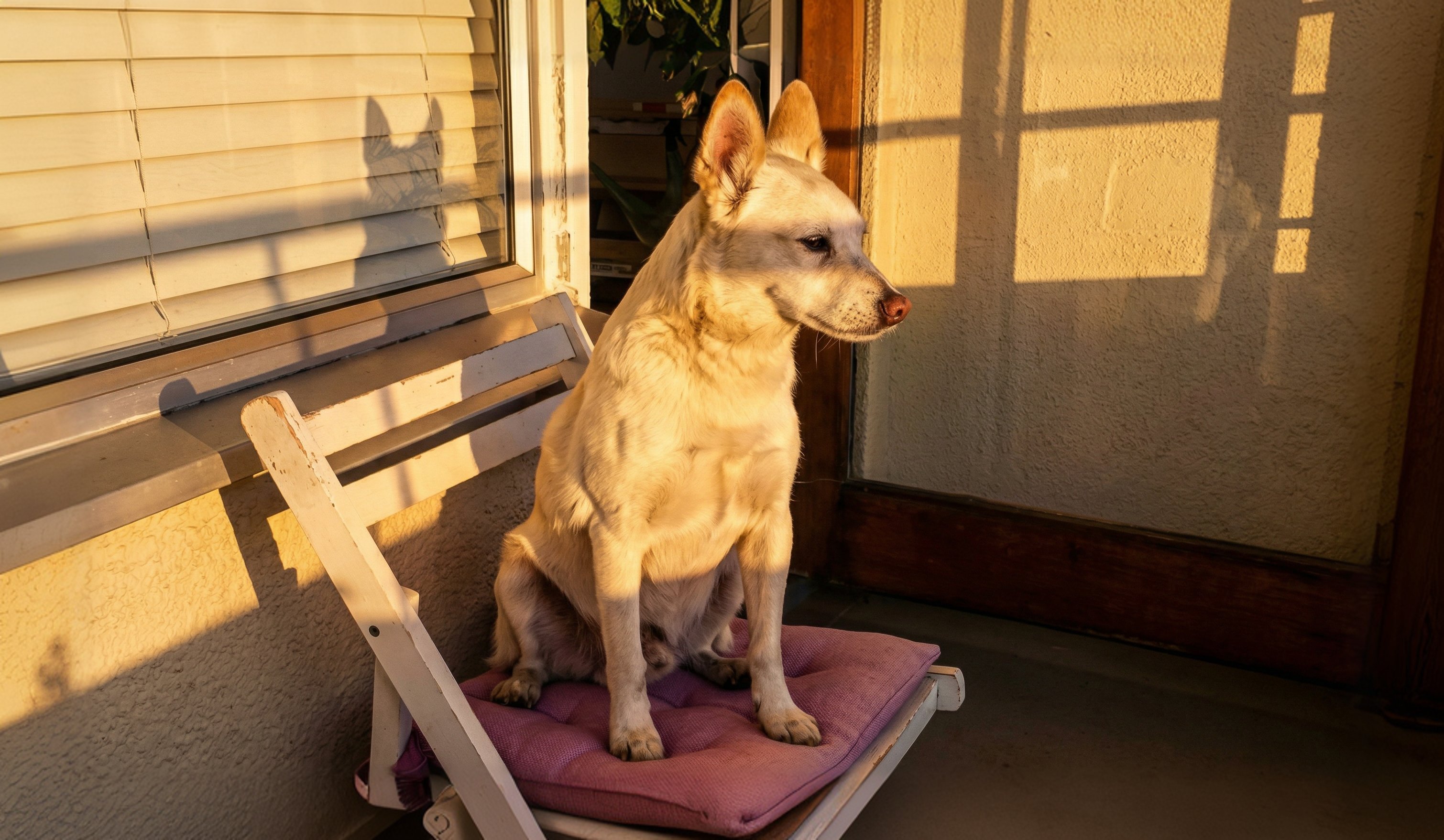 The dog that started it all